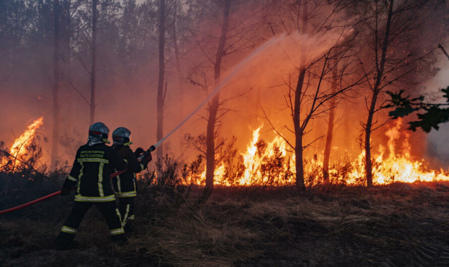 La destruction délibérée de la nature et de notre base de vie, par le capitalisme. Comment agir ?